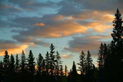 Kebler Pass Pine Silhouette Sunrise