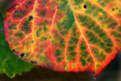 Multi-Colored Aspen Leaf