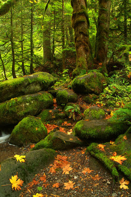 Columbia River Gorge - Green Mossy Trees  Rocks