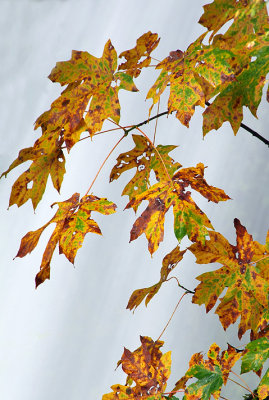 Columbia River Gorge - Maple Leaves Against Waterfall