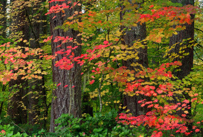 Detroit Lake Area - Maple Leaves 2