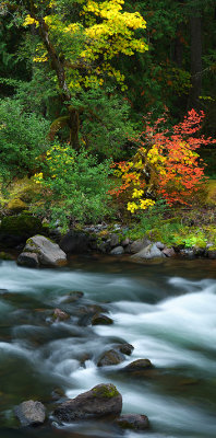 North Santiam River - Vertical Panoramic 2