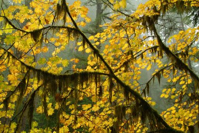 Silver Falls SP - Foggy Moss  Yellow Maples