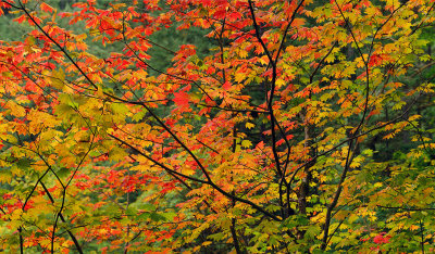 Silver Falls SP - Maple Leaves 2