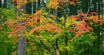 Silver Falls SP - Maple Leaves 3