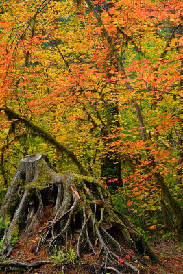 Silver Falls SP - Maples  Mossy Stump