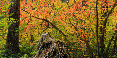 OR - Silver Falls SP - Maples  Mossy Stump 2