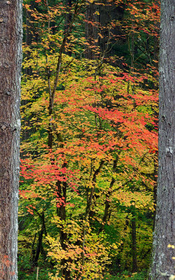 Silver Falls SP - Maples Framed by Trunks