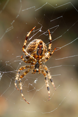 Tanner Creek - Spider in Web