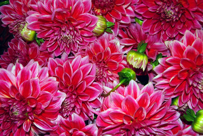 Seattle - Pikes Market Dahlias 2