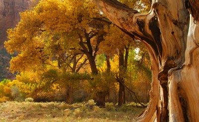 Canyon de Chelly - Burned Tree  Cottonwoods