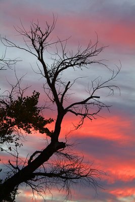 Canyon de Chelly - Cottonwood Silhouette At Sunset