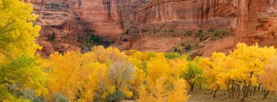 Canyon de Chelly - Cottonwoods  Canyon Wall Panoramic