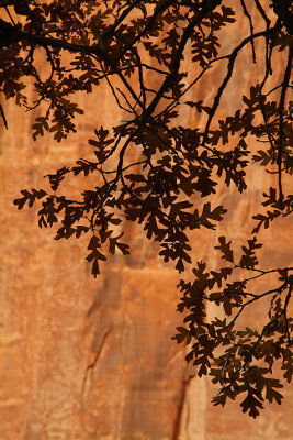 Canyon de Chelly - Oak Leaf Silhouettes