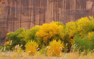 Canyon de Chelly - Tall Grasses Cottonwoods
