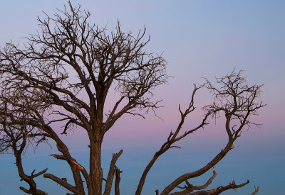 Canyon de Chelly - Tree Silhouette at Twilight