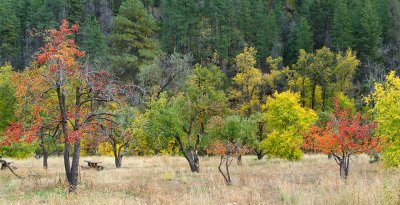 Oak Creeks West Fork - Apple Orchard