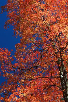 Oak Creeks West Fork - Backlit Maples