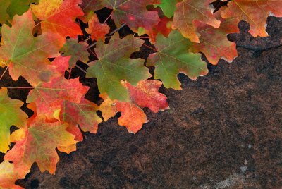 Oak Creeks West Fork - Bigtooth Maple Leaves