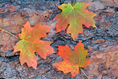 Oak Creeks West Fork - Bigtooth Maple Leaves on Bark
