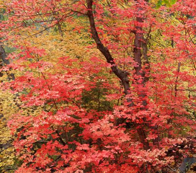 Oak Creeks West Fork - Bigtooth Maples