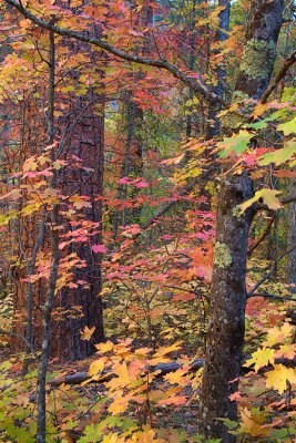 Oak Creeks West Fork - Bigtooth Maples 2