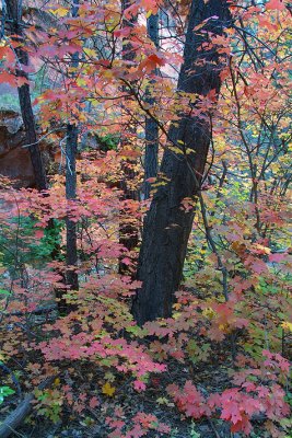 Oak Creeks West Fork - Bigtooth Maples 3