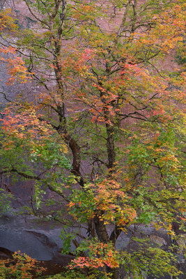 Oak Creeks West Fork - Bigtooth Maples 4