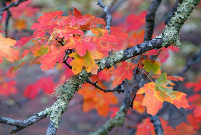 Oak Creeks West Fork - Bigtooth Maples Detail