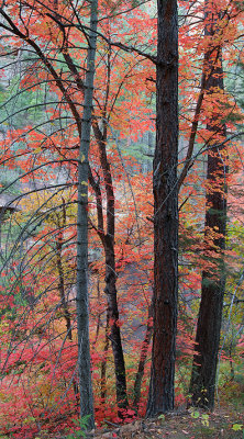 Oak Creeks West Fork - Bigtooth Maples Vertical Panoramic