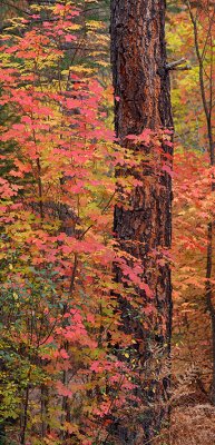 Oak Creeks West Fork - Bigtooth Maples Vertical Panoramic 2