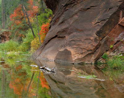 Oak Creeks West Fork - Creek  Maples Reflection