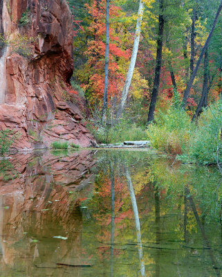Oak Creeks West Fork - Creek Maples Reflection 3