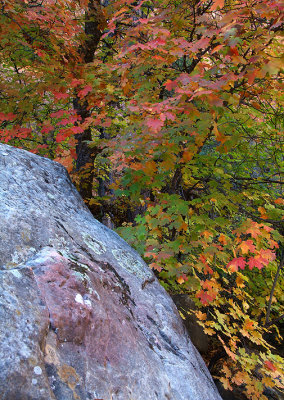 Oak Creeks West Fork - Purple Rock  Maples