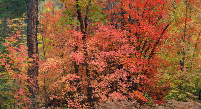 Oak Creeks West Fork - Tree Cross Section