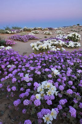 Mojave Desert - Sand Dune Flowers Earths Shadow