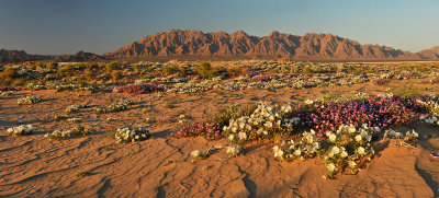 Mojave Desert - Sand Dune Flowers 3