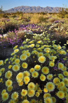 Mojave Desert - Flower Field Desert Dandelions