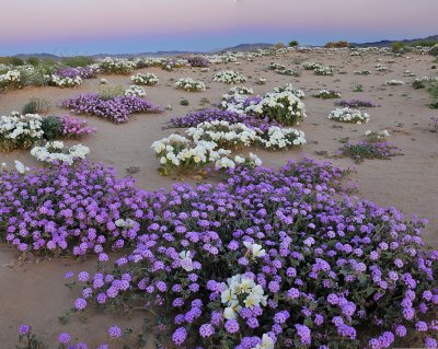 Mojave Desert Sand Dune Wildflowers 23x29