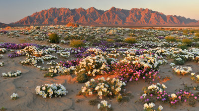 Mojave Desert Sand Dune Wildflowers 23x41