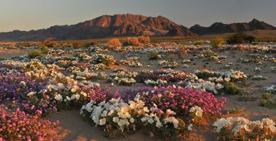 Mojave Desert Sand Dune Wildflowers 23x45