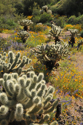 Bartlett Lake - Backlit Chollos Wildflowers