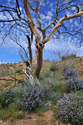 Bartlett Lake - Burned Tree  Purple Flowers