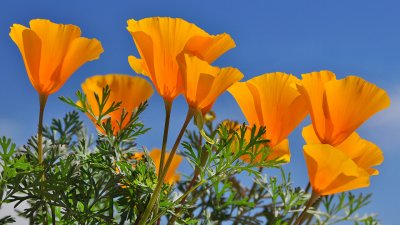 AZ - Mexican Gold Poppies Skyward