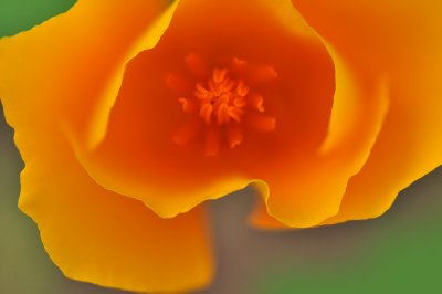 AZ - Mexican Gold Poppy Closeup 2