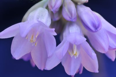 AZ - Wild Hyacinth