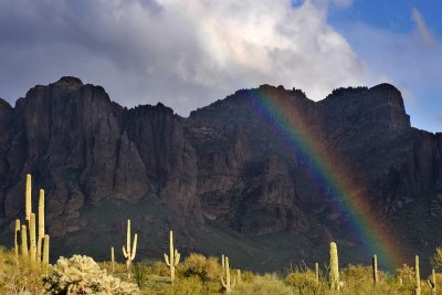 Superstition Mountains  Rainbow Cactus