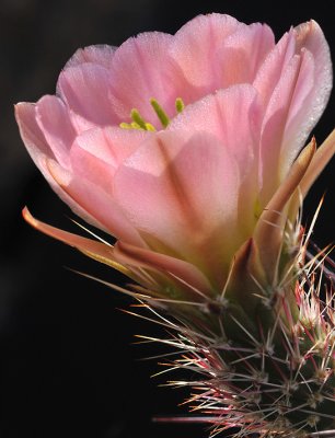 Backlit Echinocereus Blossom