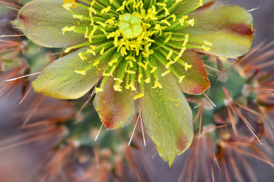 Buckhorn Chollo Cactus Blossom Closeup