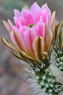 Echinocereus Cactus Blossom